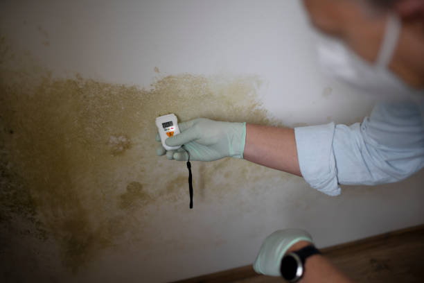 Best Residential Mold Removal  in Slidell, LA