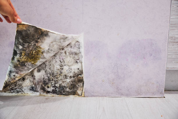 Best Toxic Mold Removal  in Slidell, LA